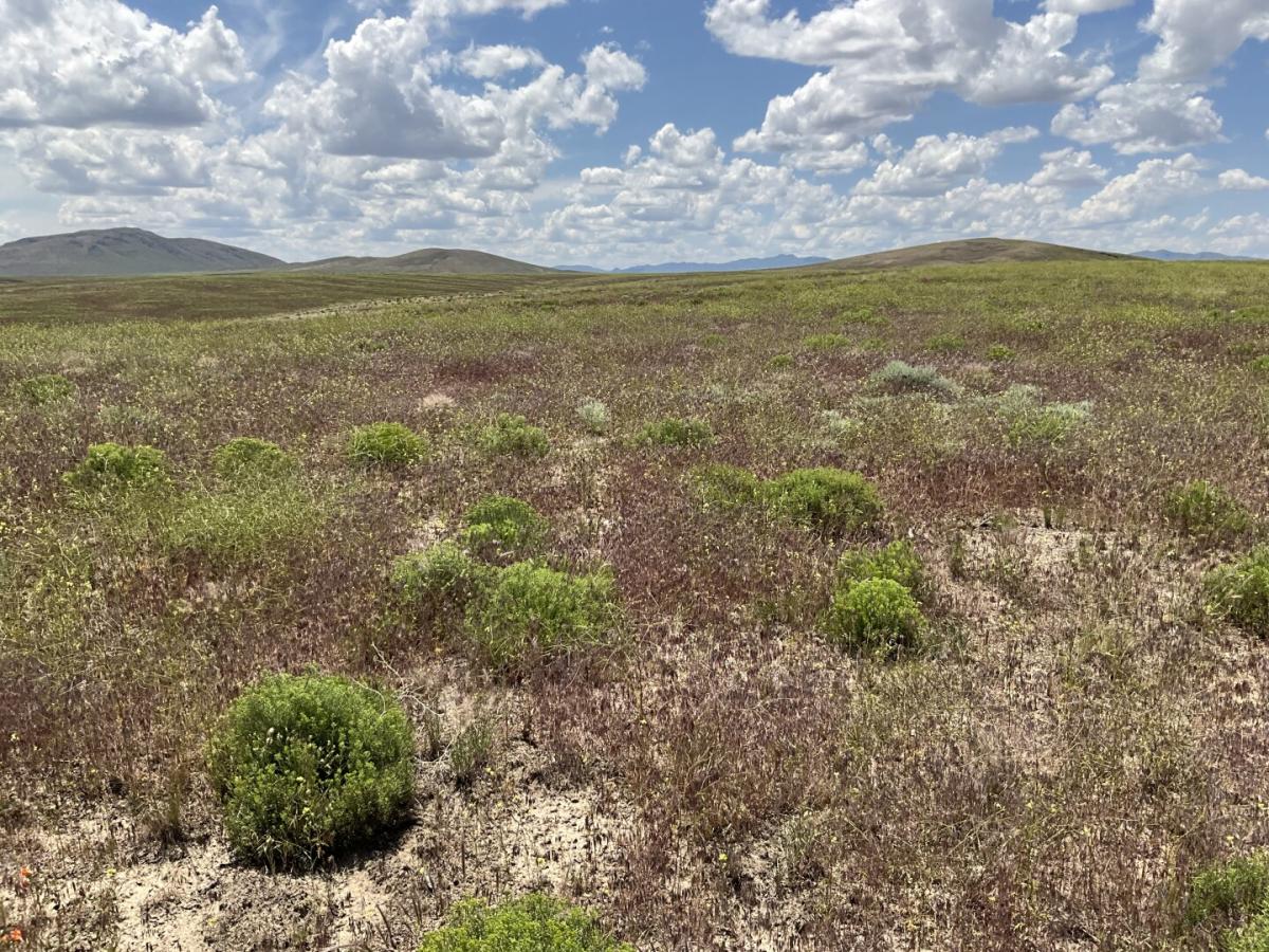 Picture of Residential Land For Sale in Elko, Nevada, United States