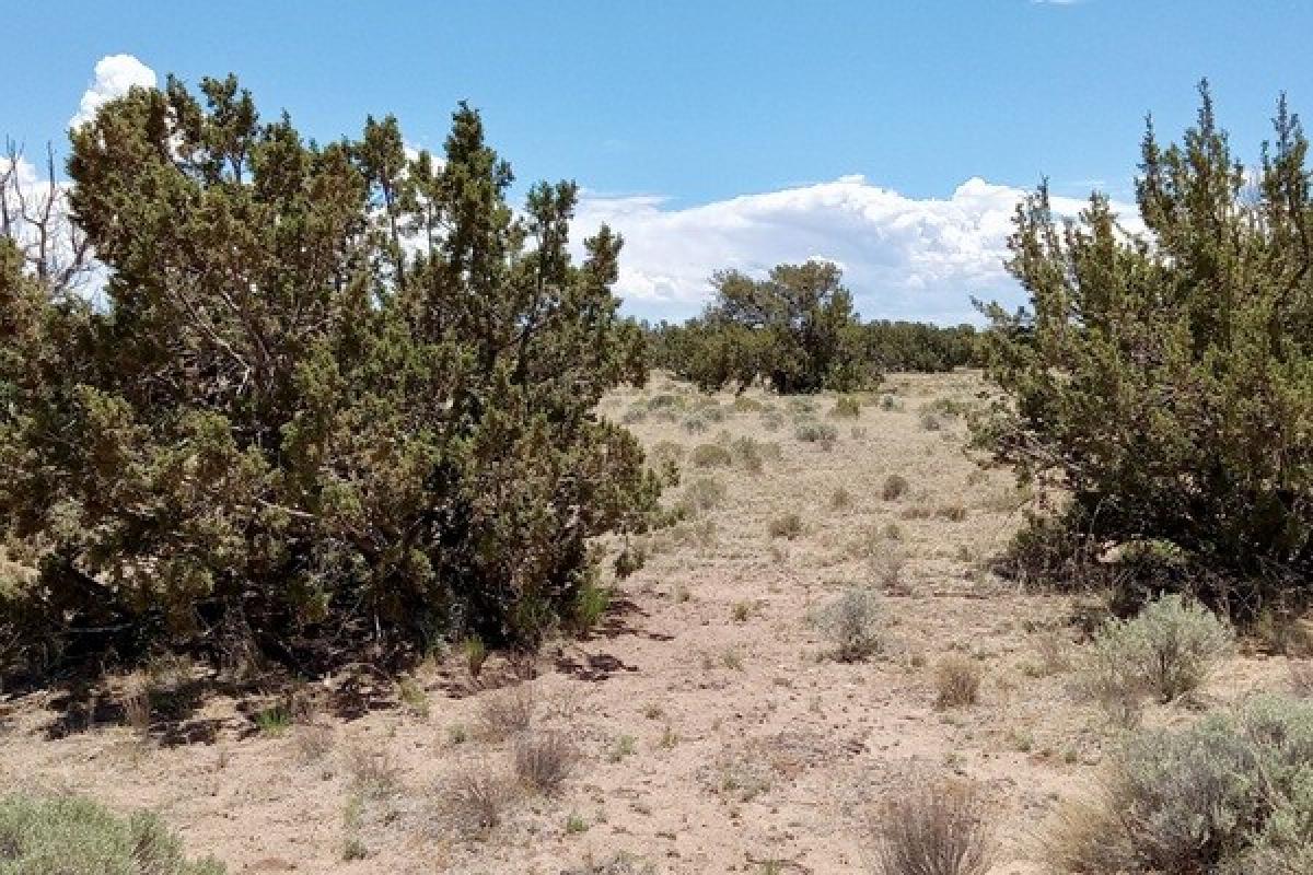 Picture of Residential Land For Sale in Chambers, Arizona, United States