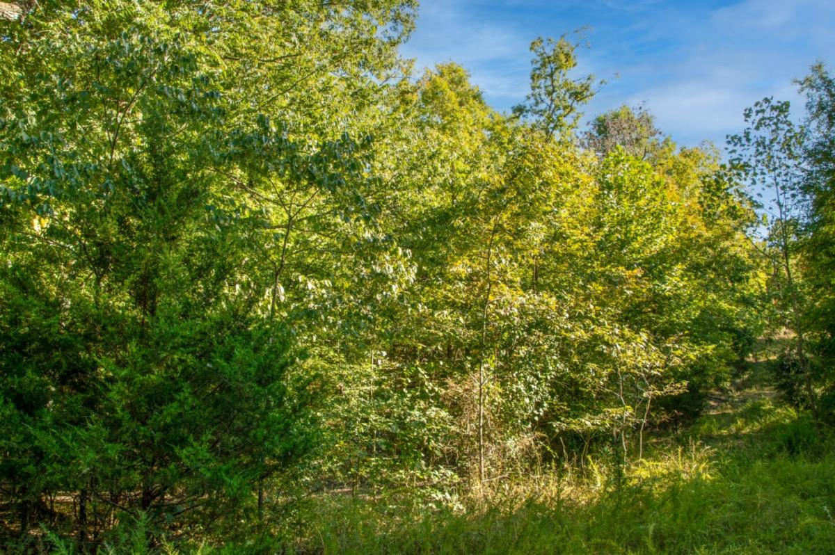 Picture of Residential Land For Sale in Horseshoe Bend, Arkansas, United States