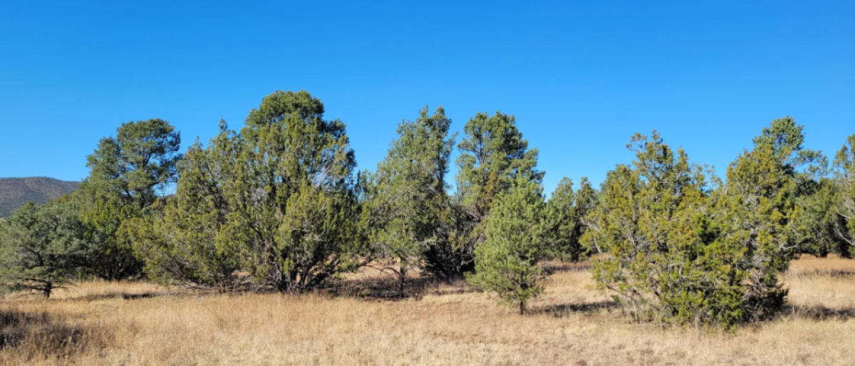 Picture of Residential Land For Sale in Williams, Arizona, United States