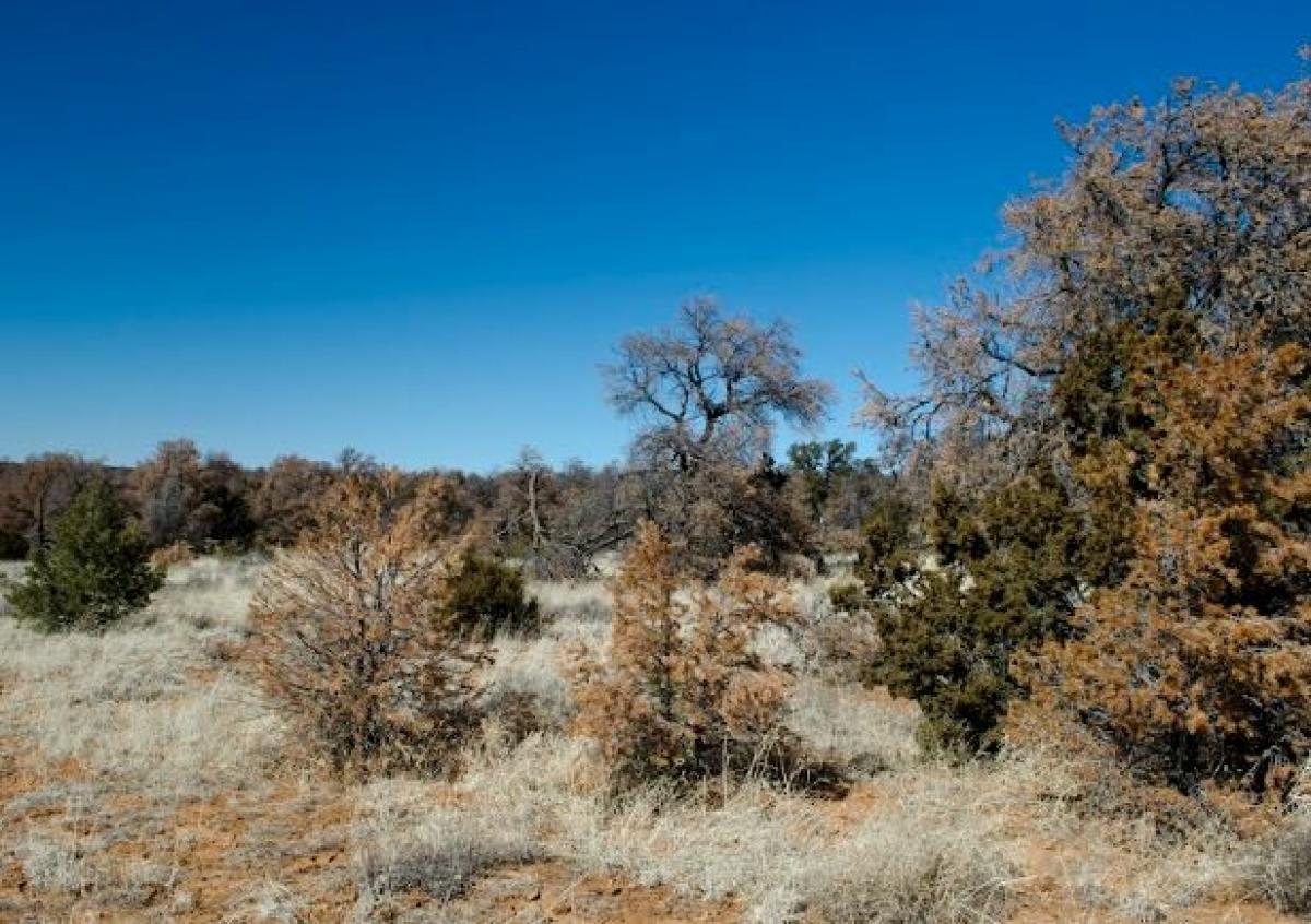 Picture of Residential Land For Sale in Ramah, New Mexico, United States