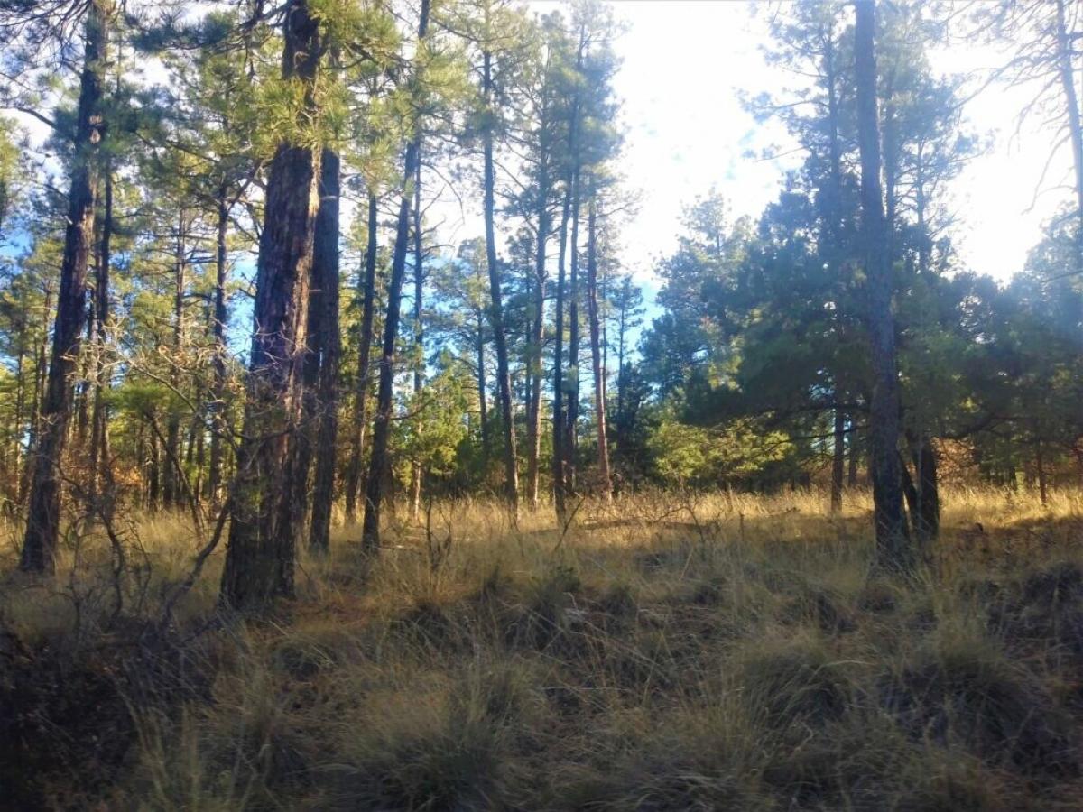 Picture of Residential Land For Sale in Cloudcroft, New Mexico, United States