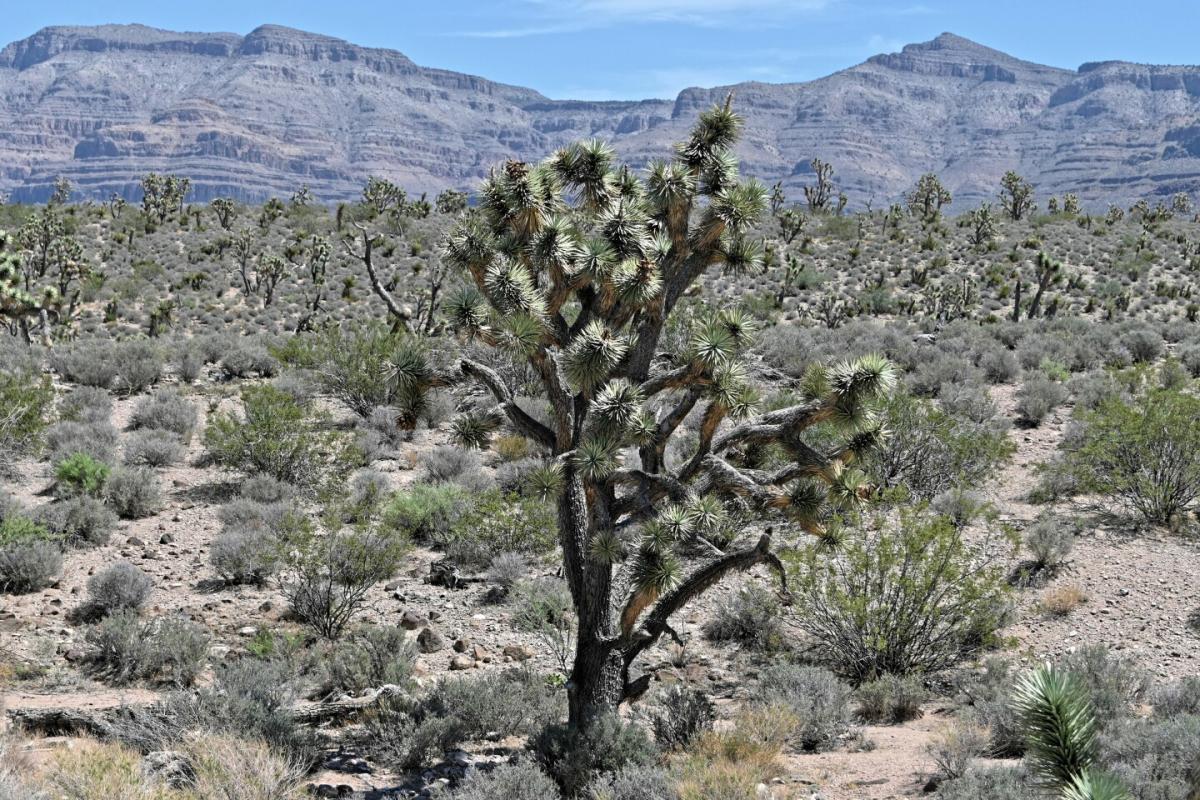 Picture of Residential Land For Sale in Meadview, Arizona, United States