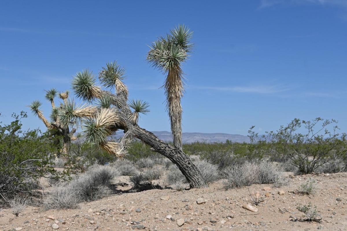 Picture of Residential Land For Sale in Meadview, Arizona, United States