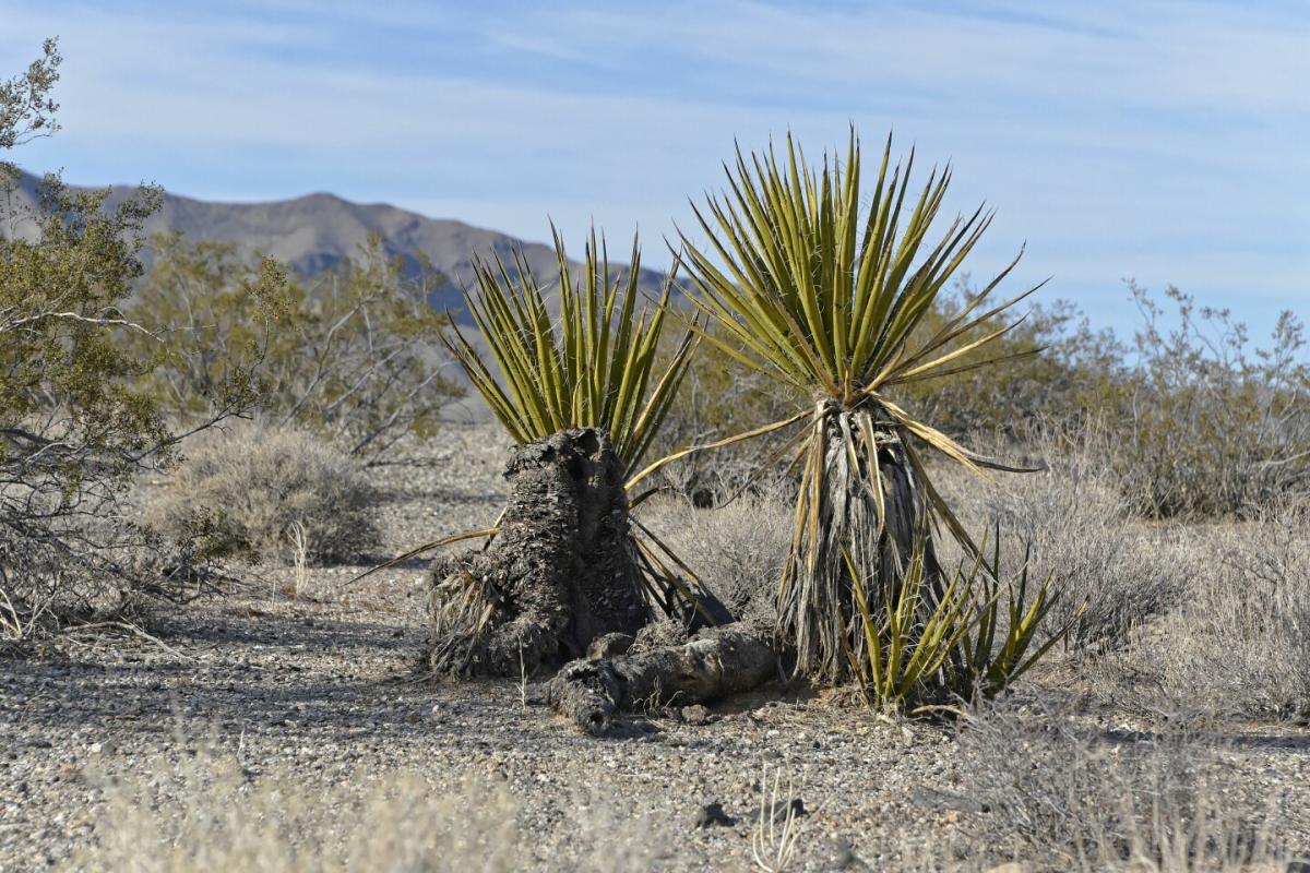 Picture of Residential Land For Sale in Meadview, Arizona, United States