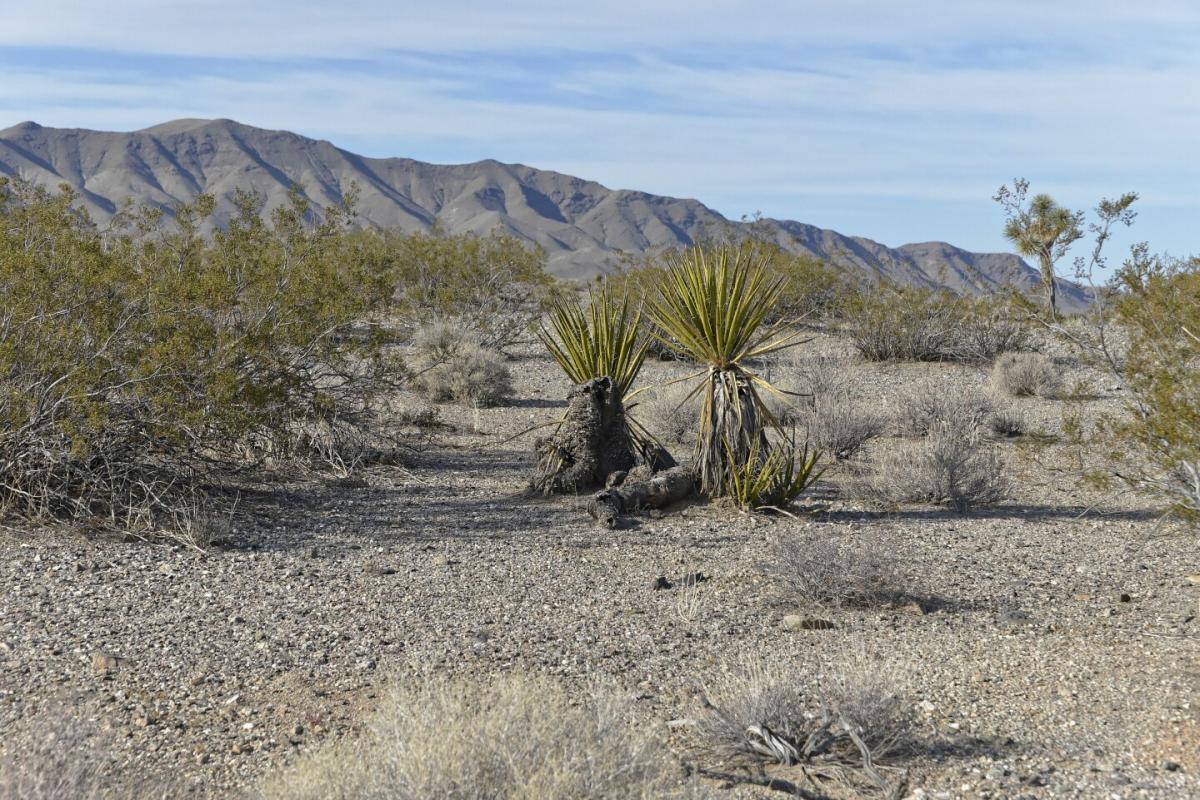 Picture of Residential Land For Sale in Meadview, Arizona, United States