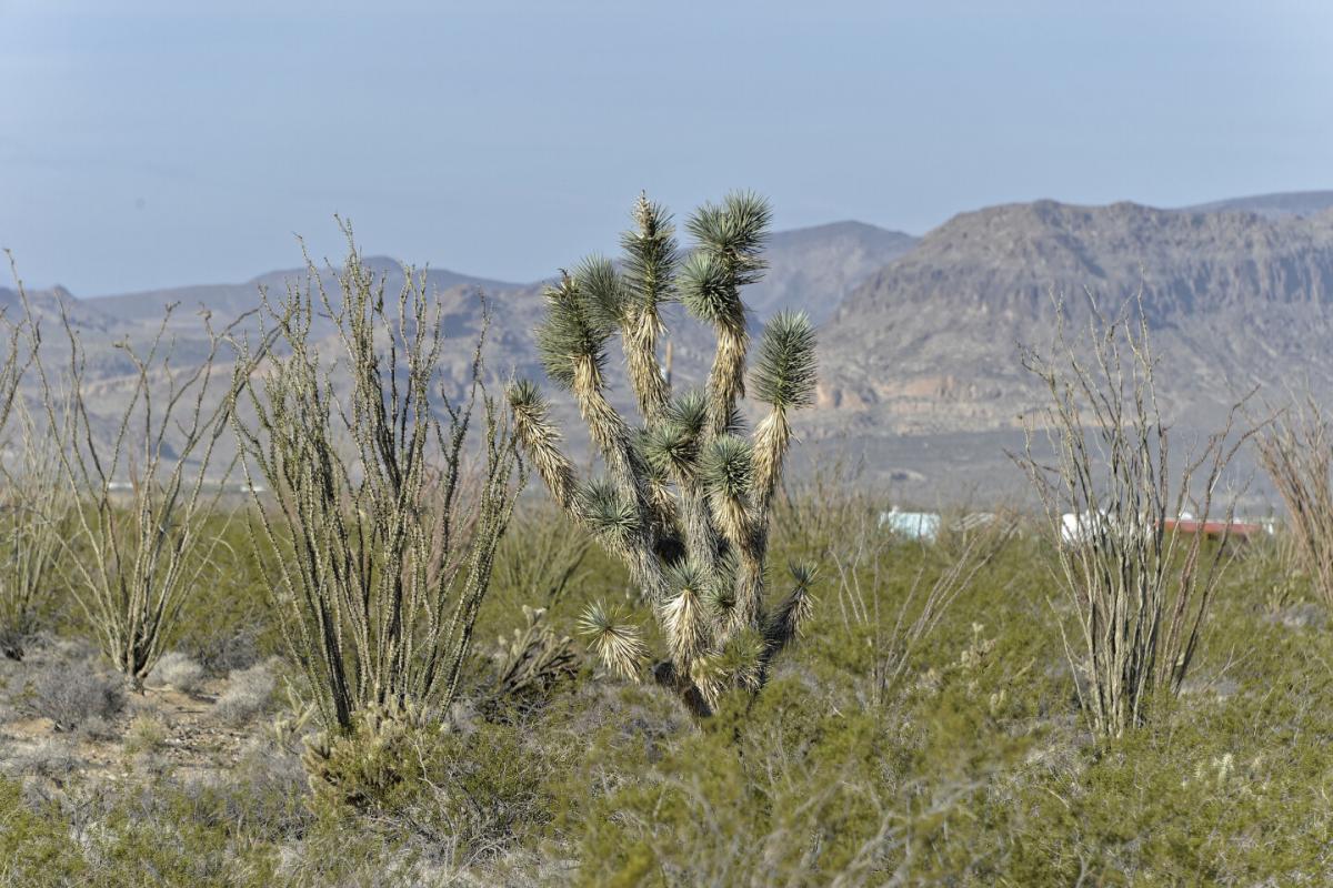 Picture of Residential Land For Sale in Yucca, Arizona, United States