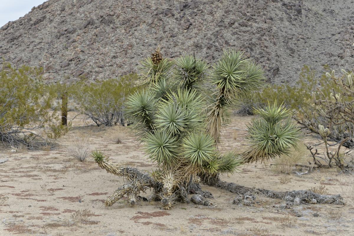 Picture of Residential Land For Sale in Yucca, Arizona, United States