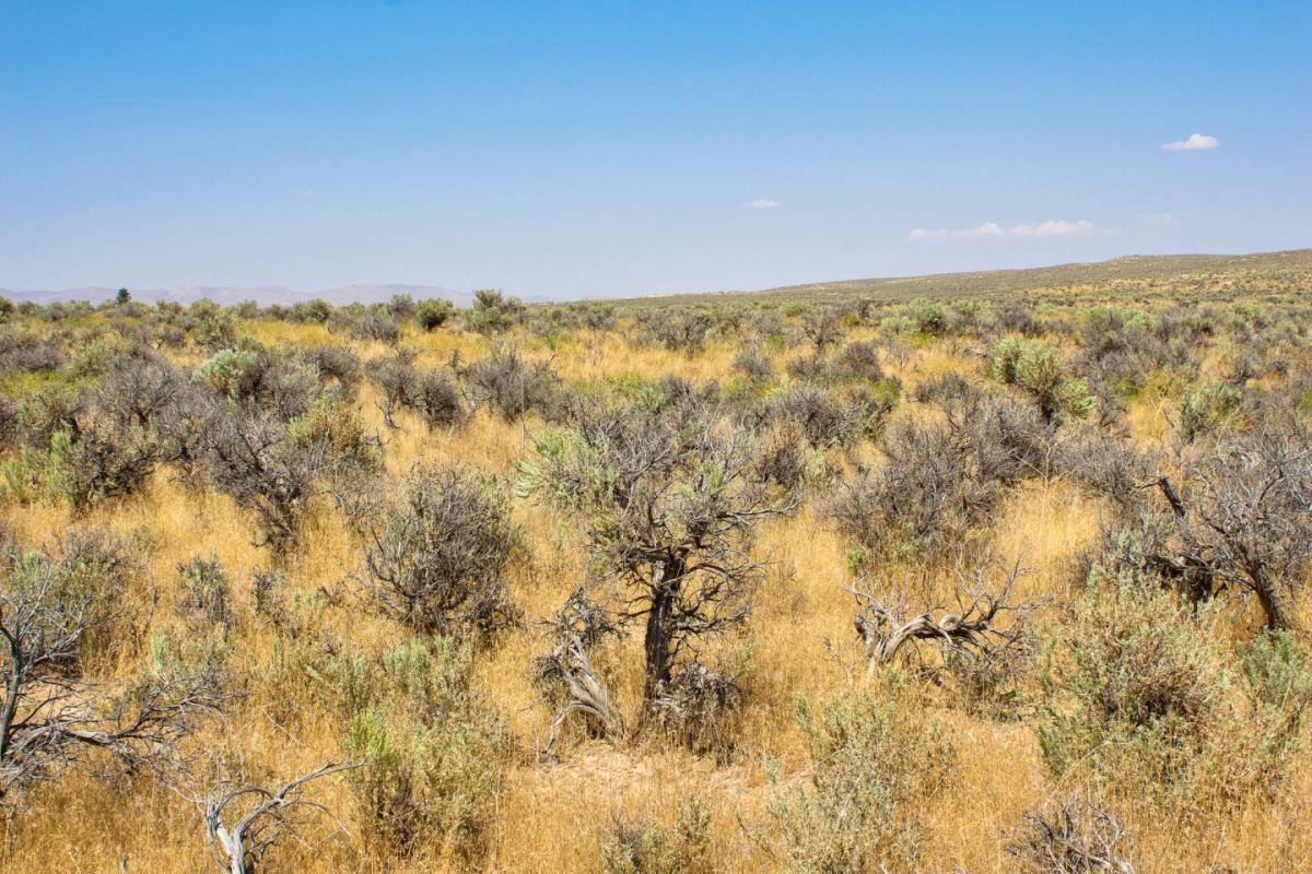 Picture of Residential Land For Sale in Elko, Nevada, United States