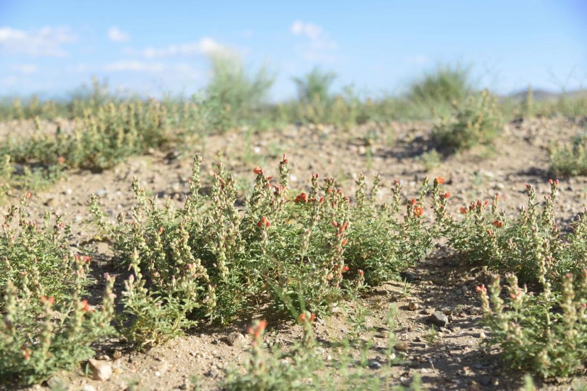 Picture of Residential Land For Sale in Blanca, Colorado, United States