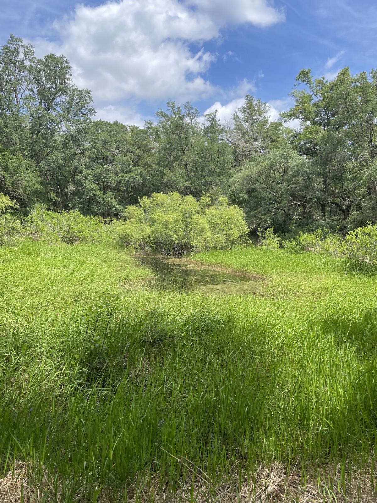 Picture of Residential Land For Sale in Webster, Florida, United States