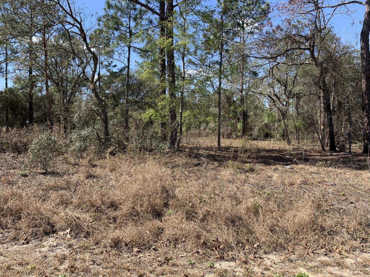 Picture of Raw Land For Sale in Dunnellon, Florida, United States