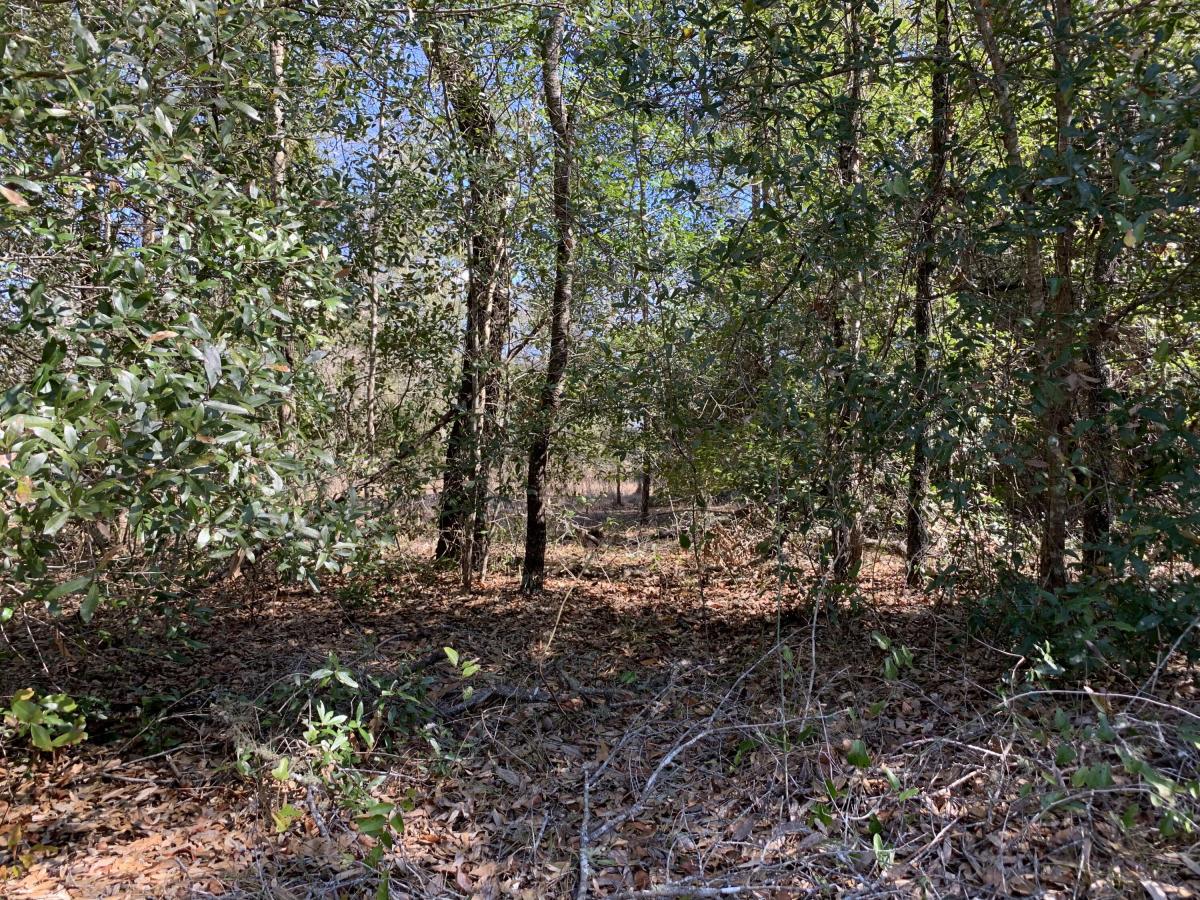 Picture of Raw Land For Sale in Dunnellon, Florida, United States