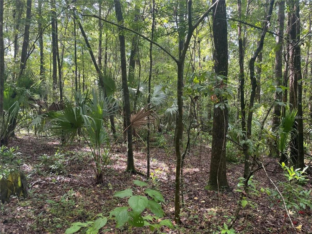 Picture of Raw Land For Sale in Gainesville, Florida, United States