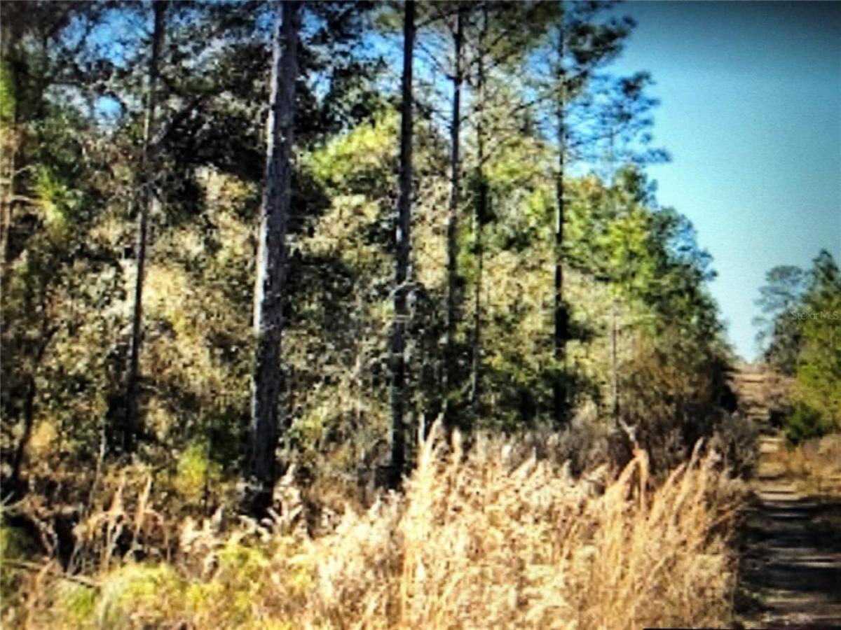 Picture of Raw Land For Sale in Williston, Florida, United States