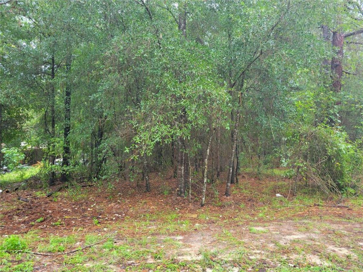 Picture of Raw Land For Sale in Ocala, Florida, United States