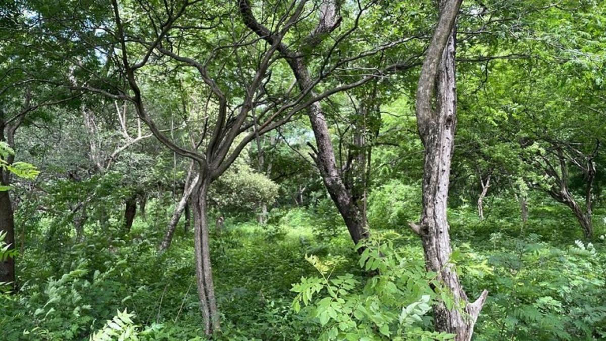 Picture of Residential Land For Sale in La Cruz, Guanacaste, Costa Rica