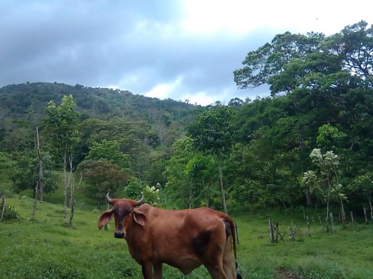 Picture of Residential Land For Sale in Upala, Alajuela, Costa Rica