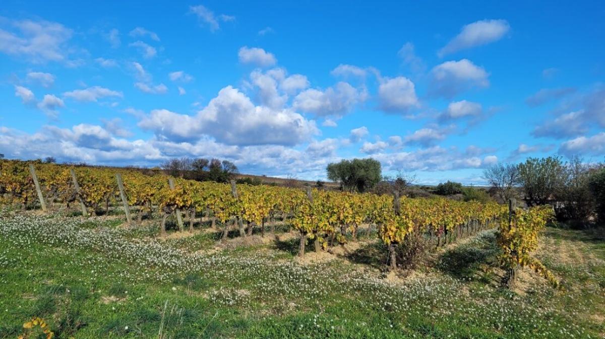 Picture of Home For Sale in Autignac, Languedoc Roussillon, France