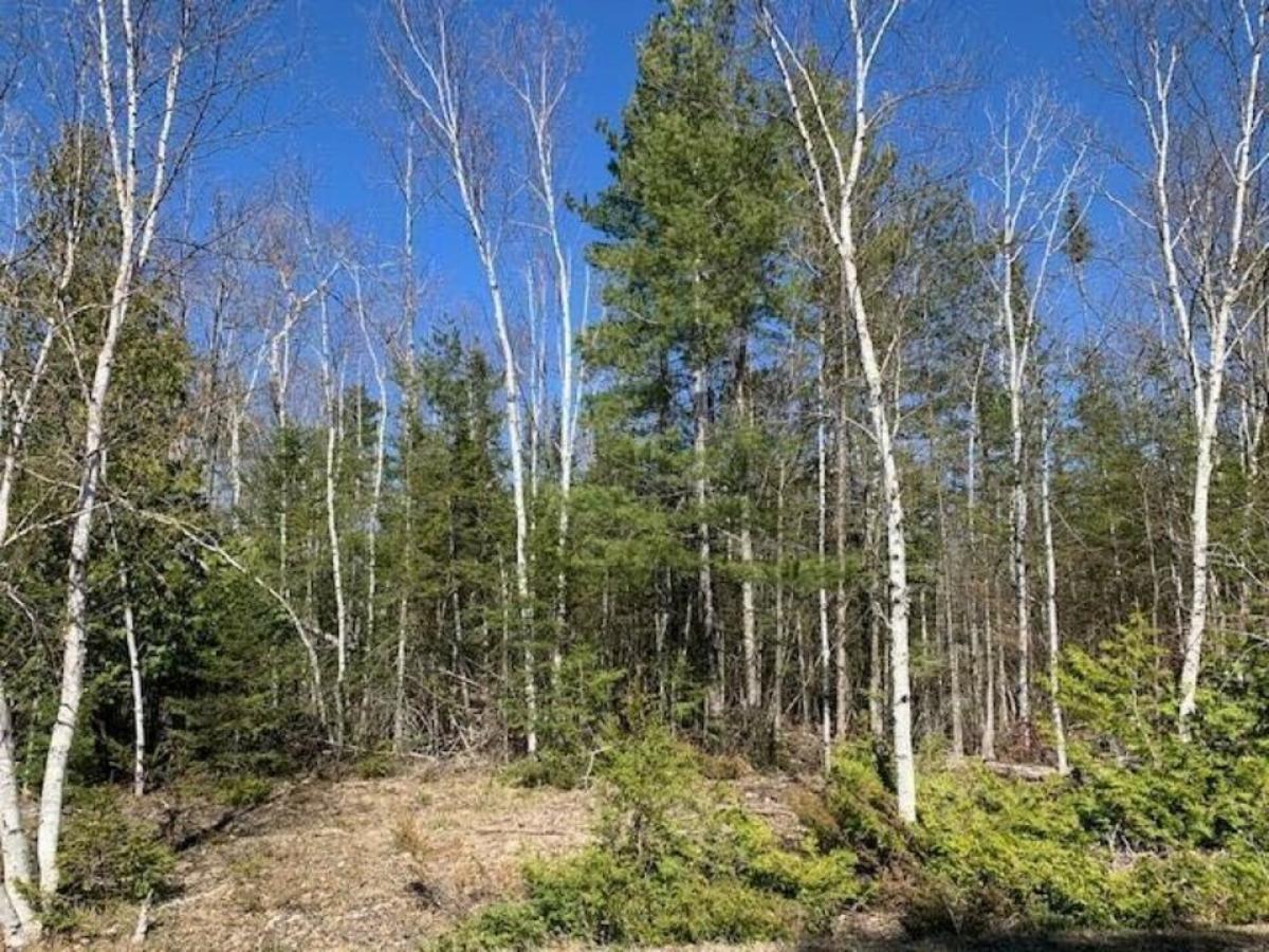 Picture of Residential Land For Sale in Presque Isle, Michigan, United States