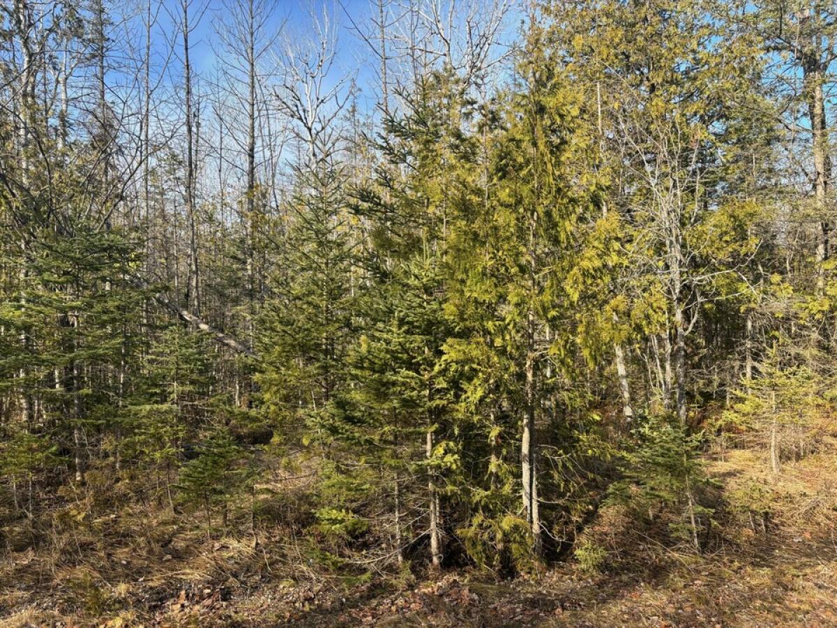 Picture of Residential Land For Sale in Presque Isle, Michigan, United States