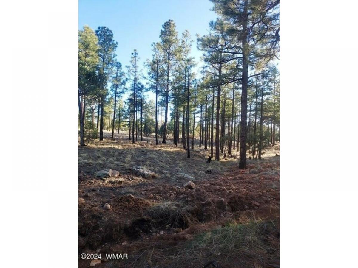 Picture of Residential Land For Sale in Overgaard, Arizona, United States