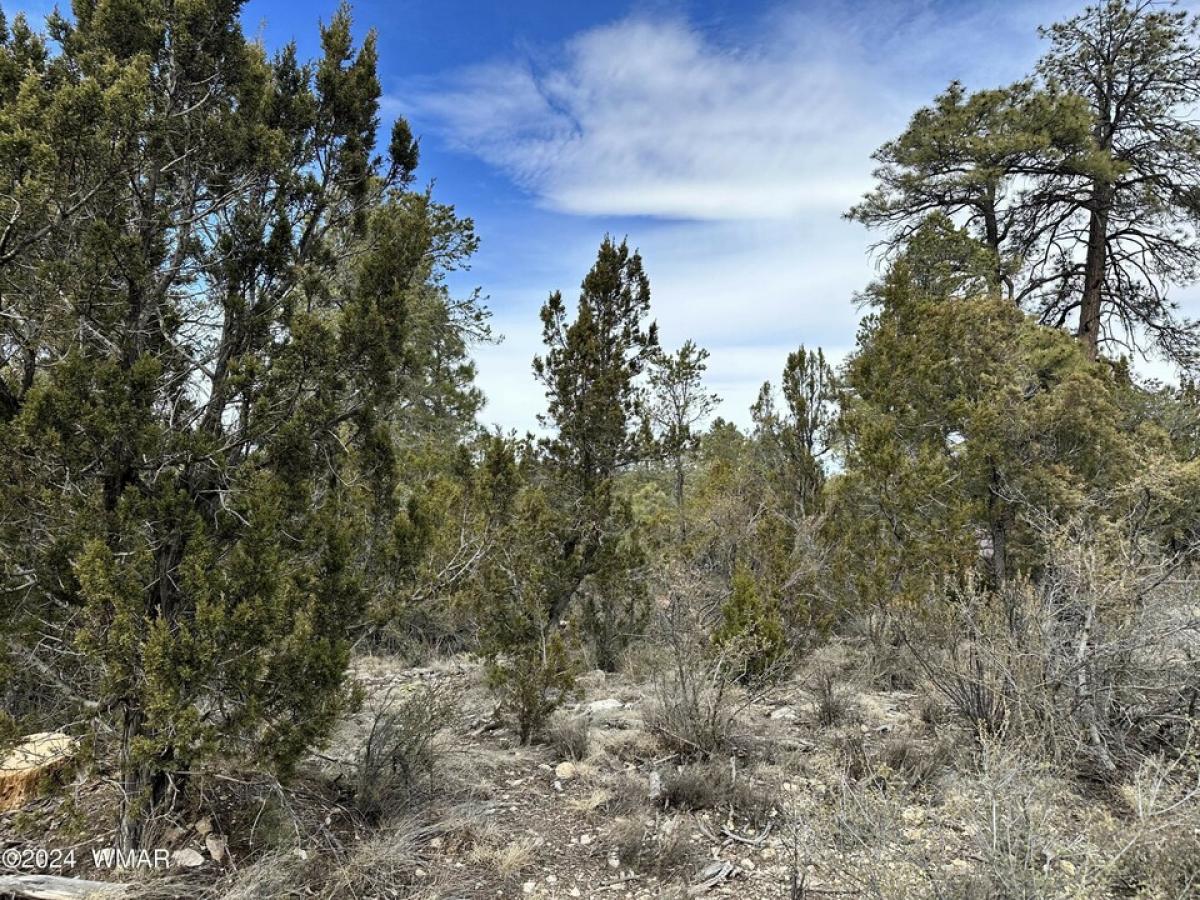 Picture of Residential Land For Sale in Overgaard, Arizona, United States