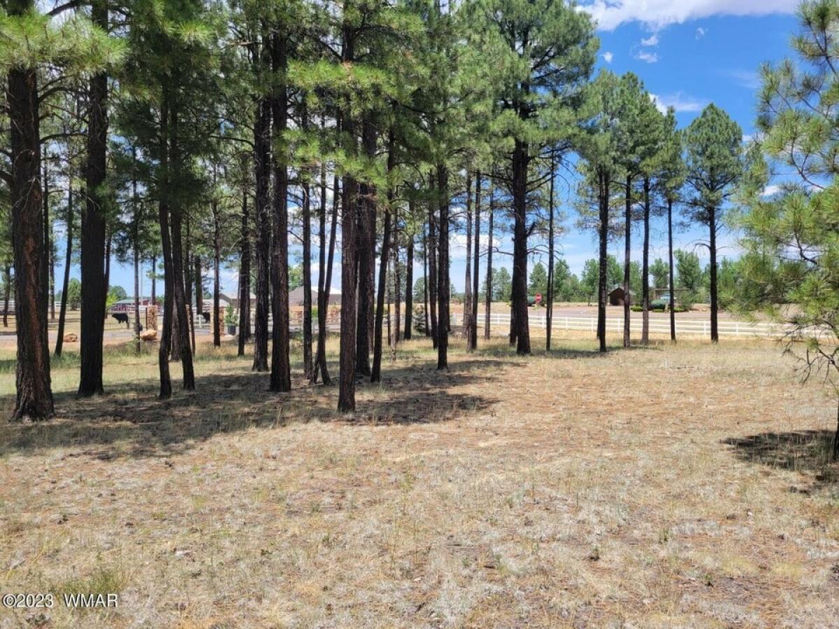 Picture of Residential Land For Sale in Overgaard, Arizona, United States