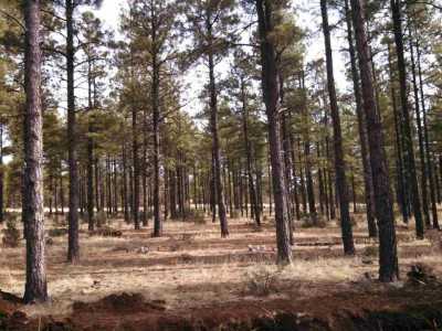 Residential Land For Sale in Lakeside, Arizona