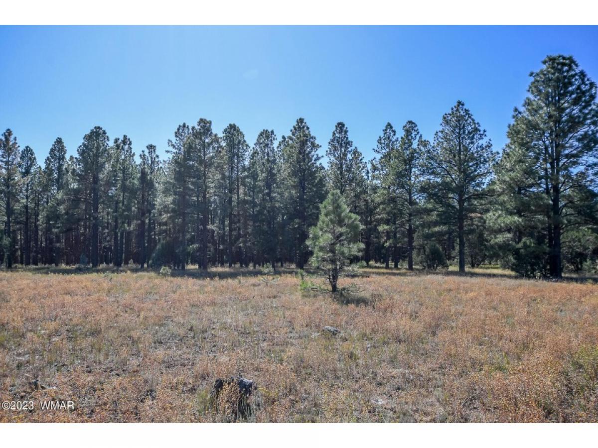 Picture of Residential Land For Sale in Lakeside, Arizona, United States