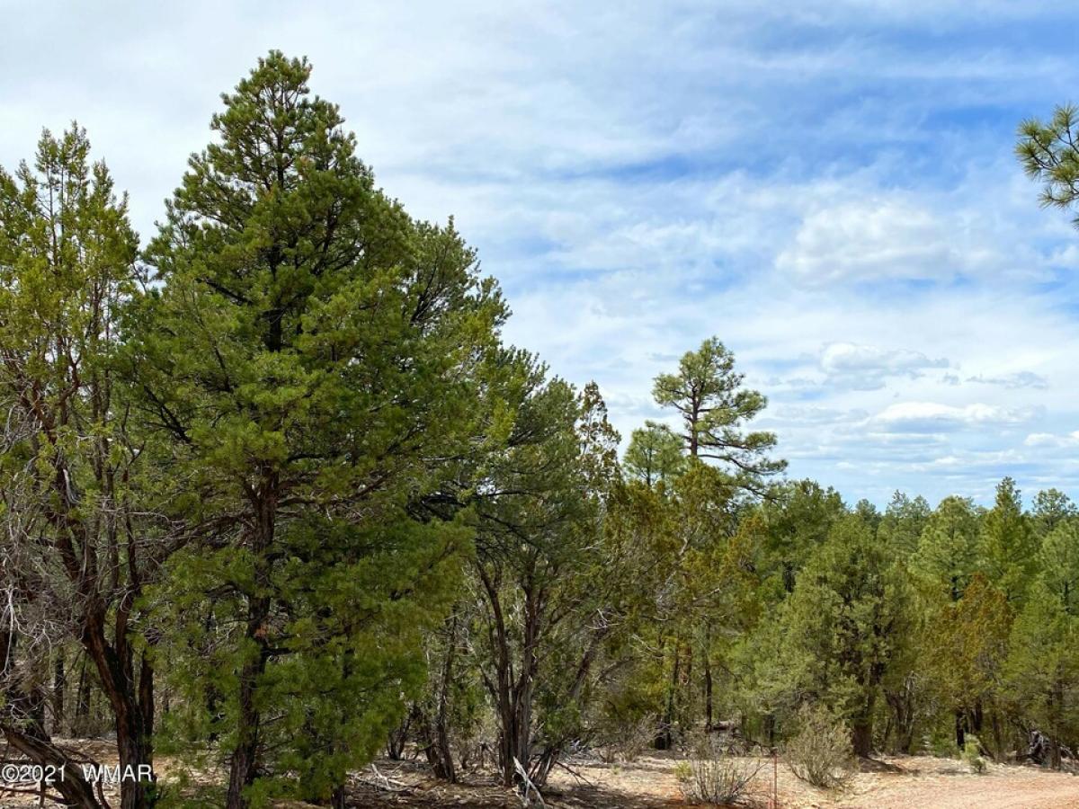 Picture of Residential Land For Sale in Overgaard, Arizona, United States