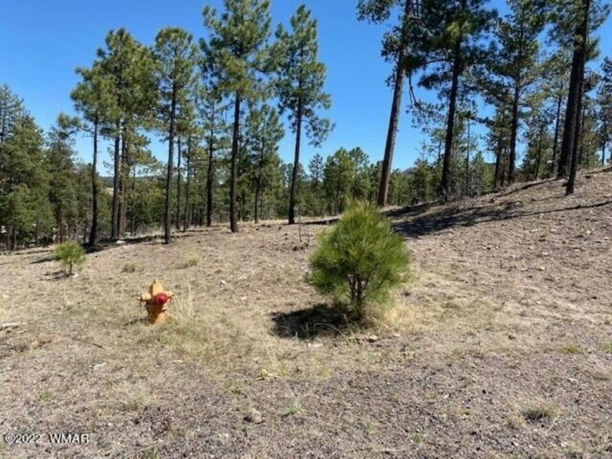 Picture of Residential Land For Sale in Alpine, Arizona, United States