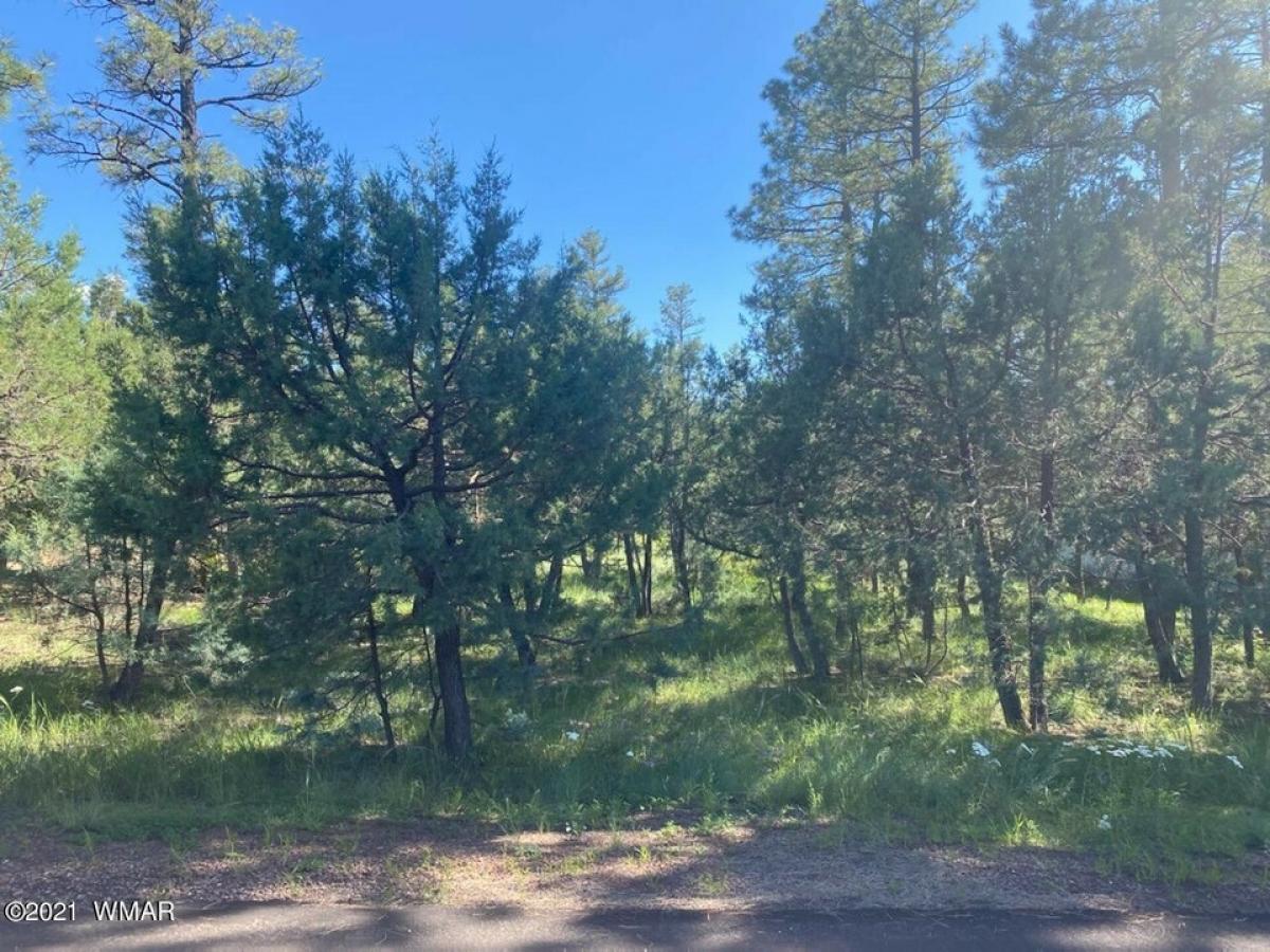 Picture of Residential Land For Sale in Lakeside, Arizona, United States