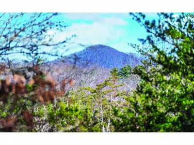 Residential Land For Sale in Morganton, Georgia