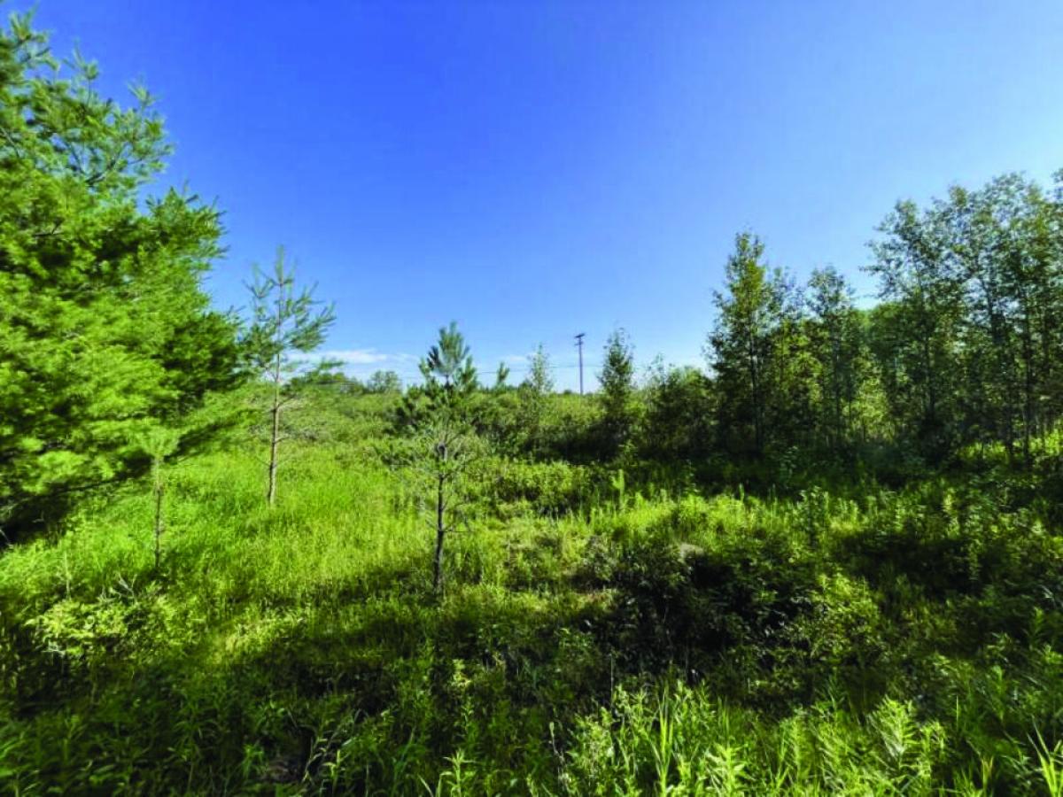 Picture of Residential Land For Sale in Hubbard Lake, Michigan, United States