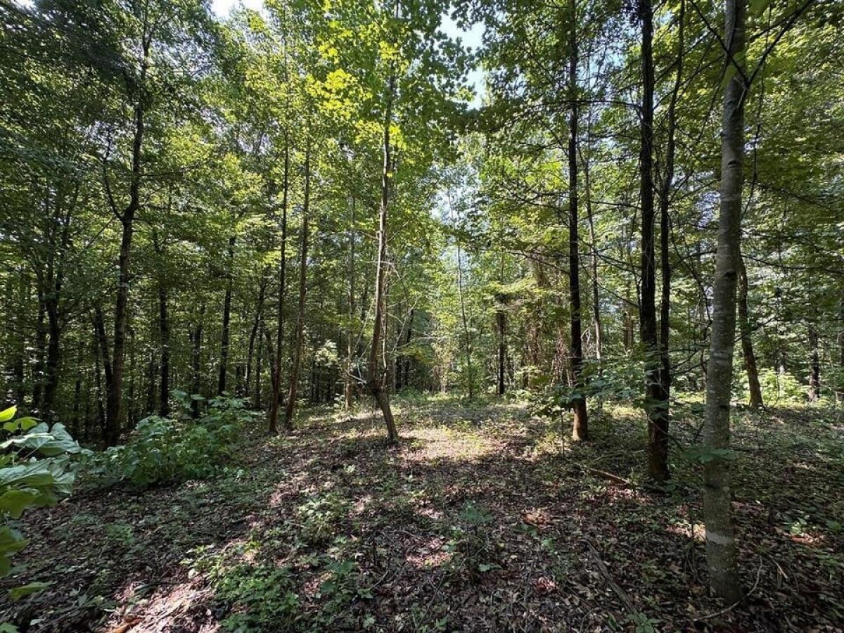 Picture of Residential Land For Sale in Byrdstown, Tennessee, United States