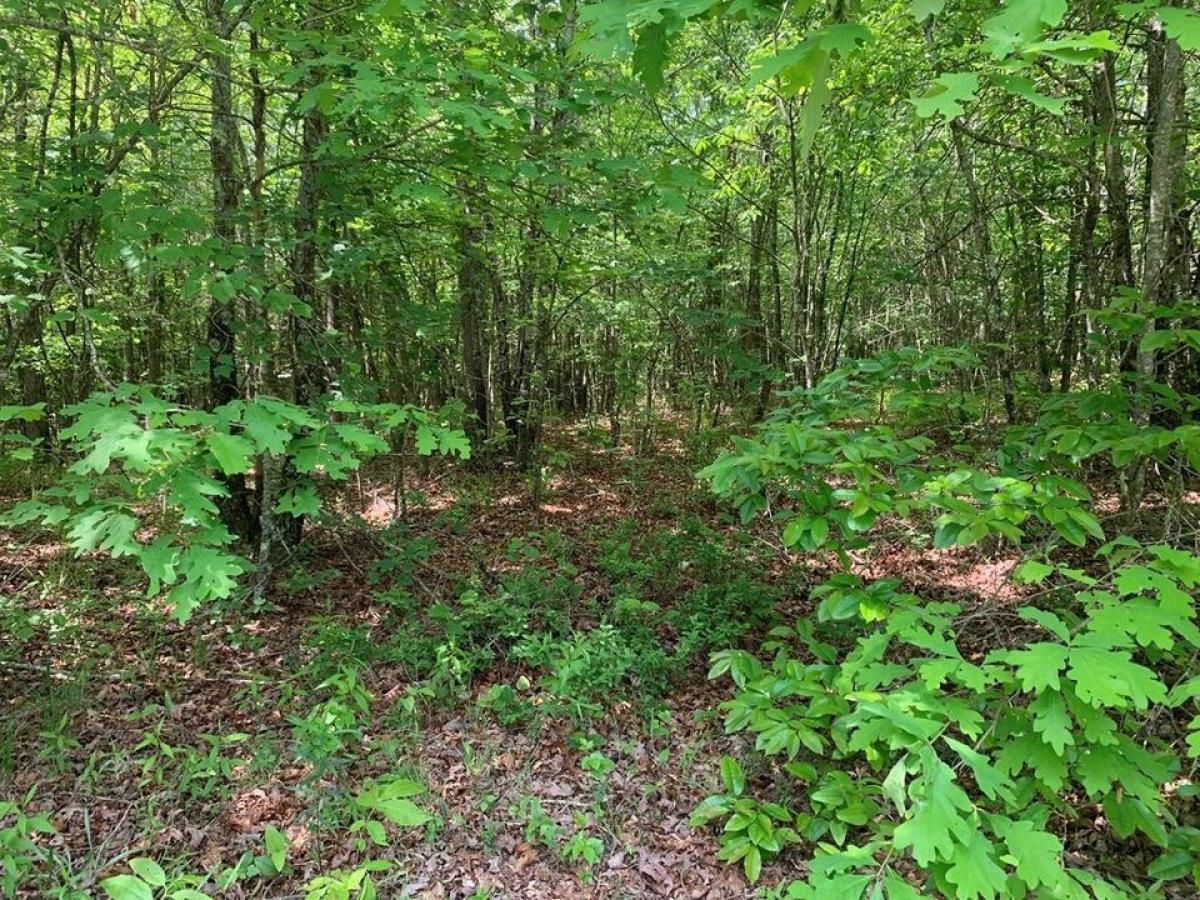 Picture of Residential Land For Sale in Spencer, Tennessee, United States