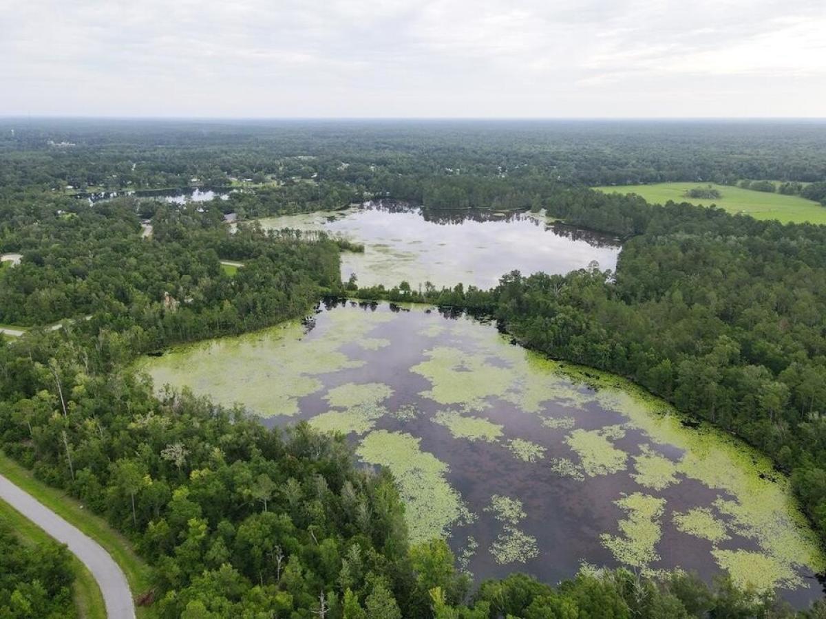 Picture of Residential Land For Sale in Wewahitchka, Florida, United States