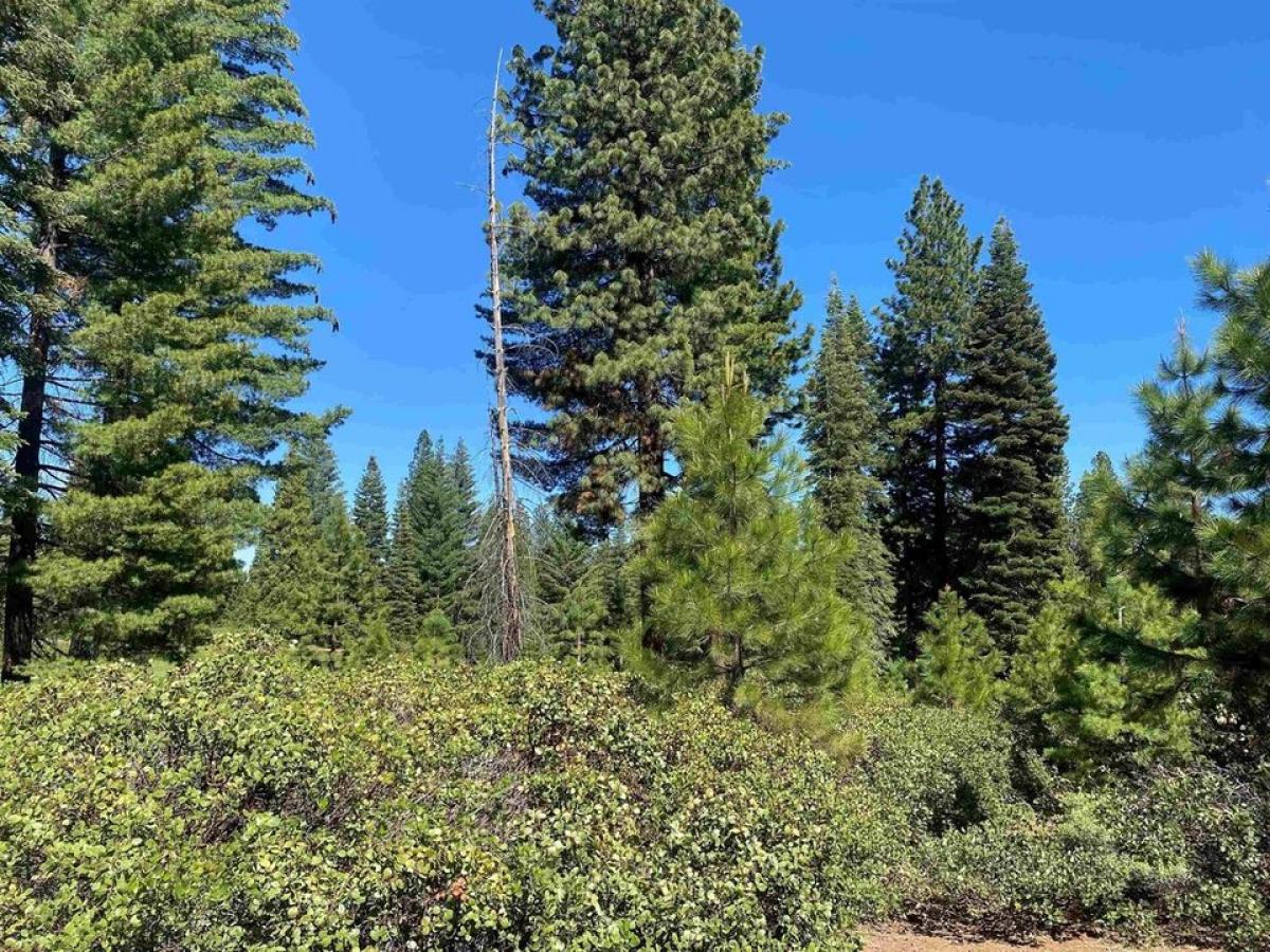 Picture of Residential Land For Sale in Lake Almanor, California, United States