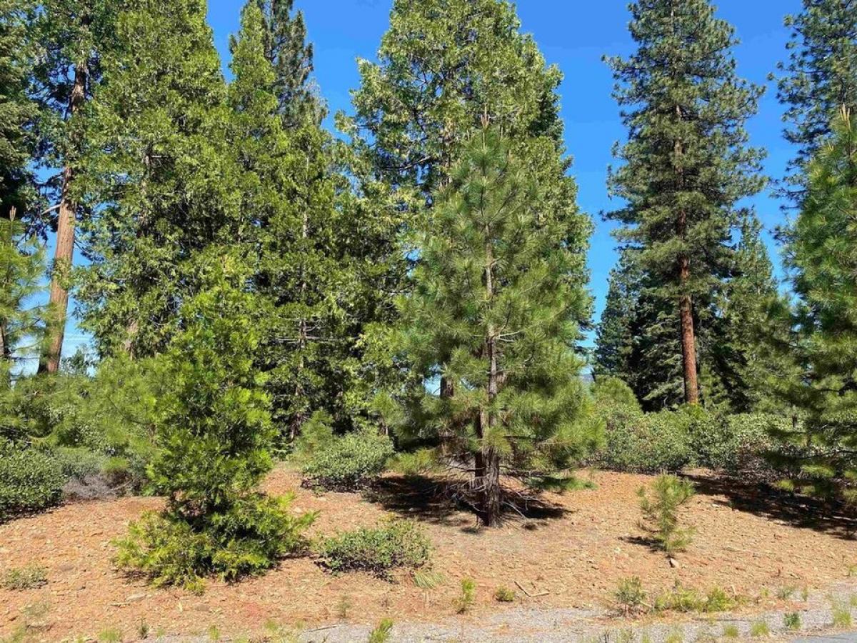 Picture of Residential Land For Sale in Lake Almanor, California, United States