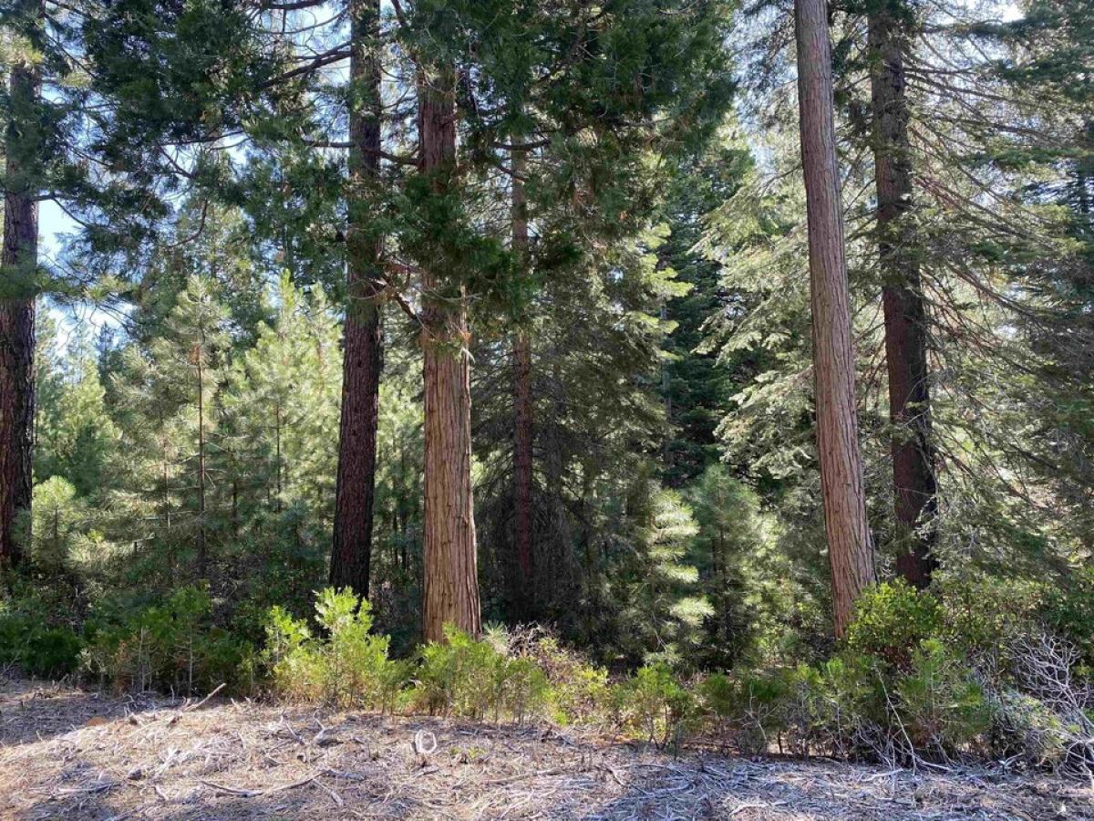 Picture of Residential Land For Sale in Lake Almanor, California, United States