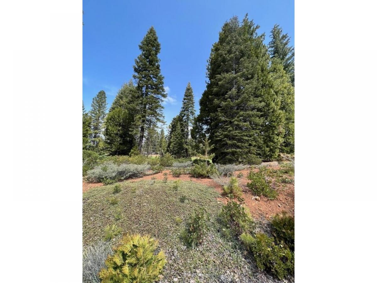 Picture of Residential Land For Sale in Lake Almanor, California, United States