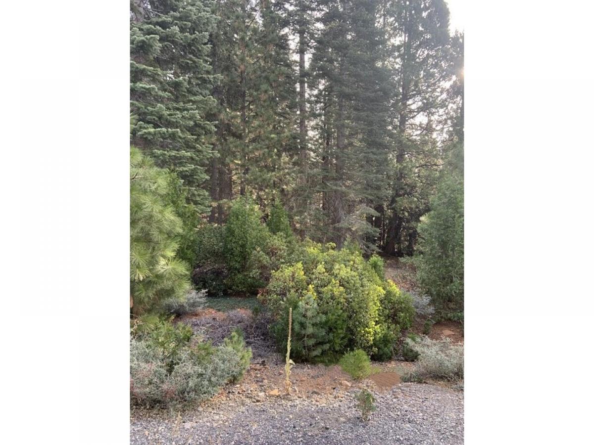 Picture of Residential Land For Sale in Lake Almanor, California, United States