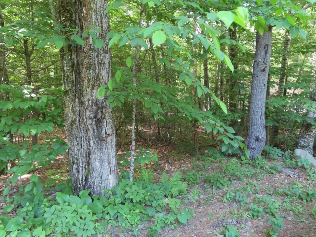 Picture of Residential Land For Sale in Alton, New Hampshire, United States