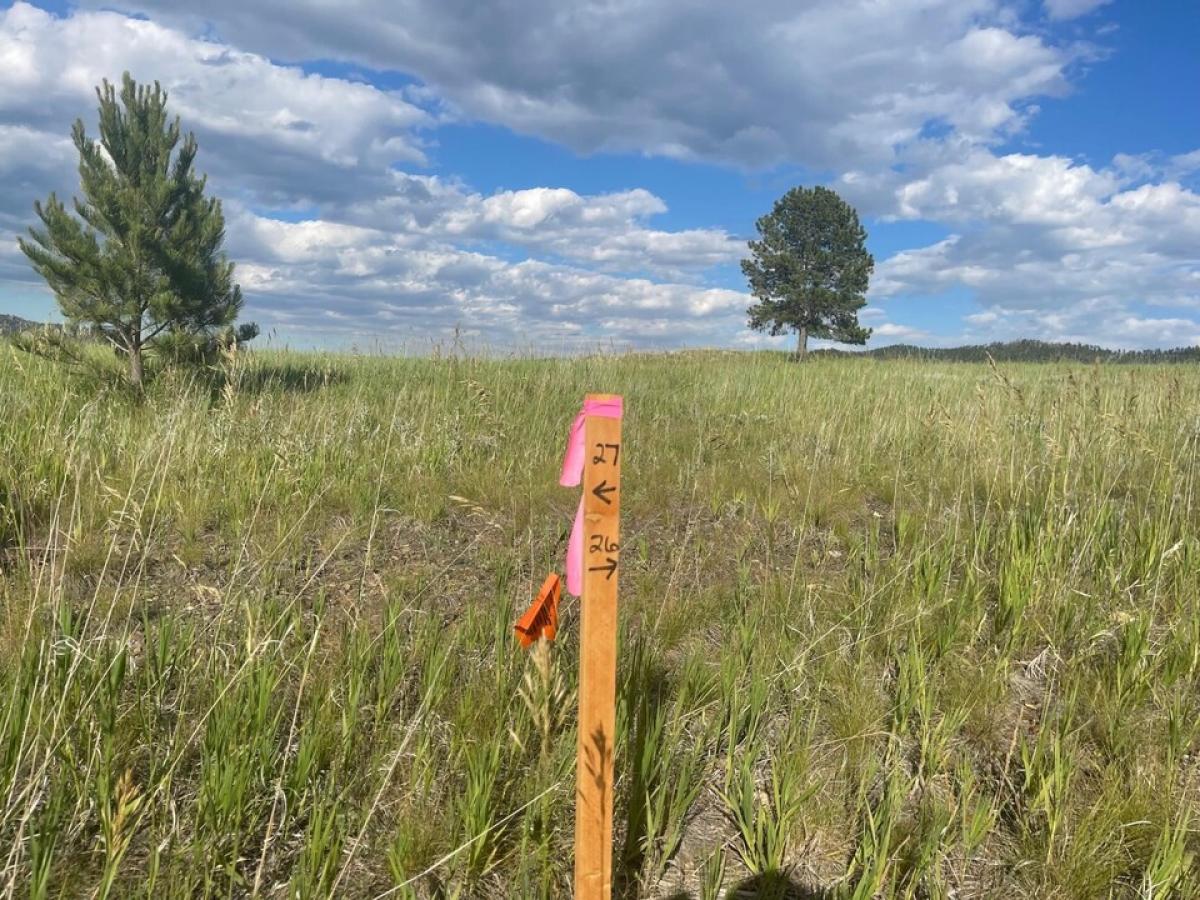 Picture of Residential Land For Sale in Custer, South Dakota, United States