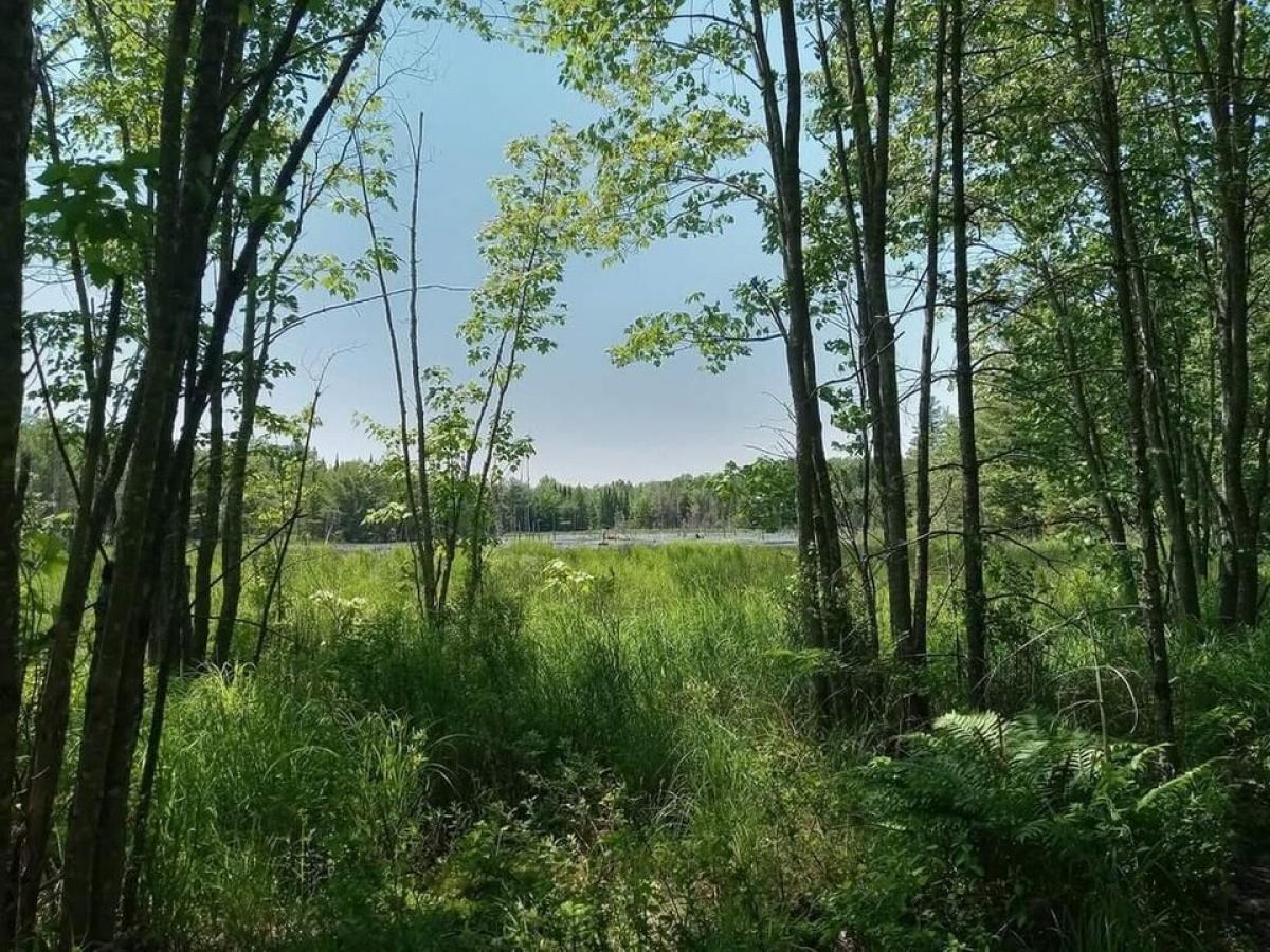 Picture of Residential Land For Sale in Glenburn, Maine, United States