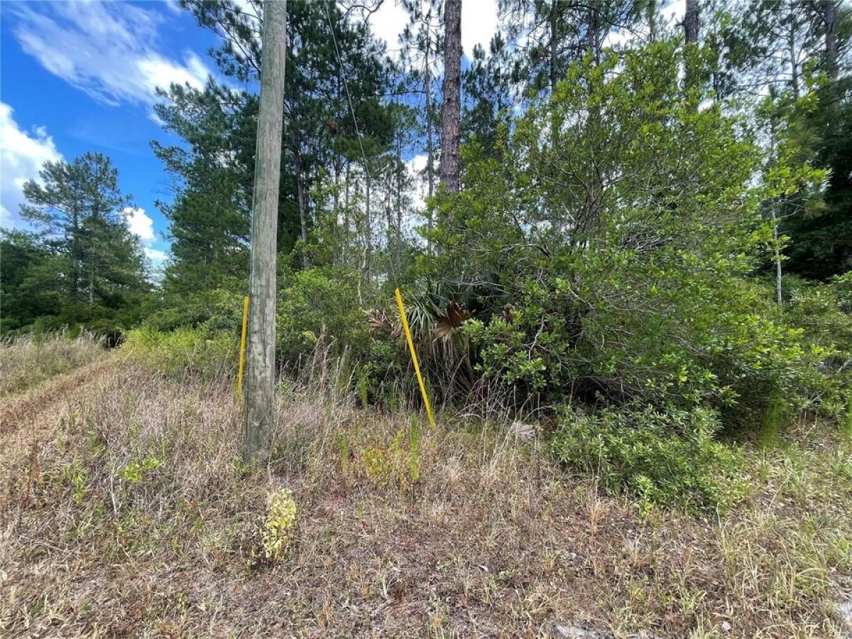 Picture of Residential Land For Sale in Orange Springs, Florida, United States