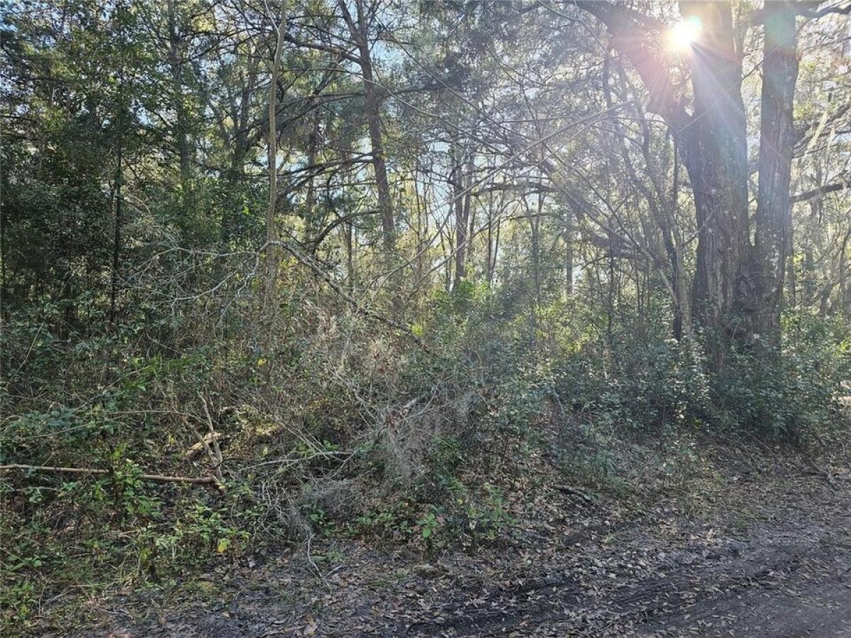 Picture of Residential Land For Sale in Gainesville, Florida, United States