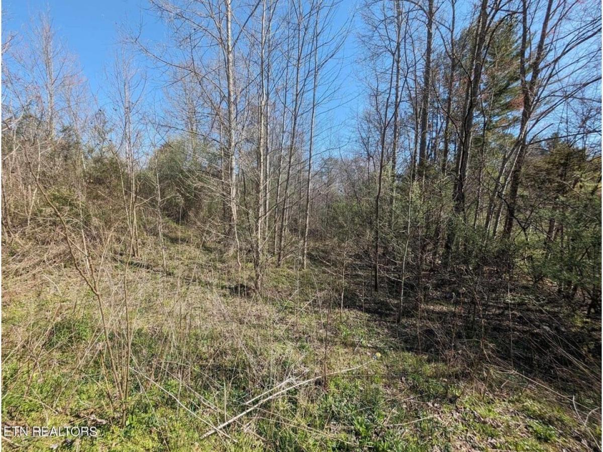 Picture of Residential Land For Sale in Huntsville, Tennessee, United States