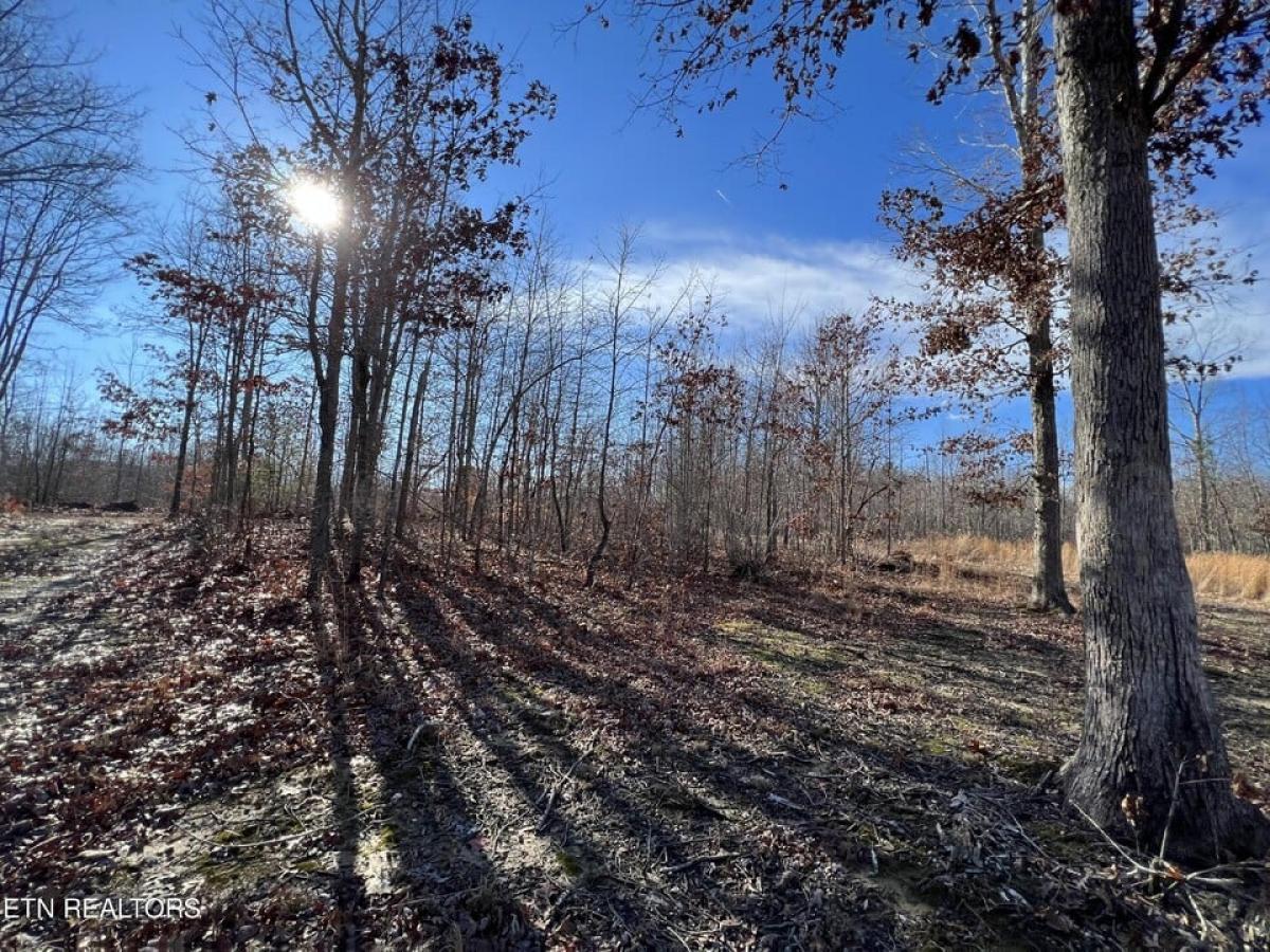 Picture of Residential Land For Sale in Sunbright, Tennessee, United States